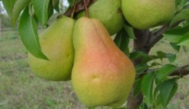 Лесная красавица